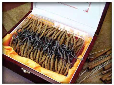 五大连池冬虫夏草回收